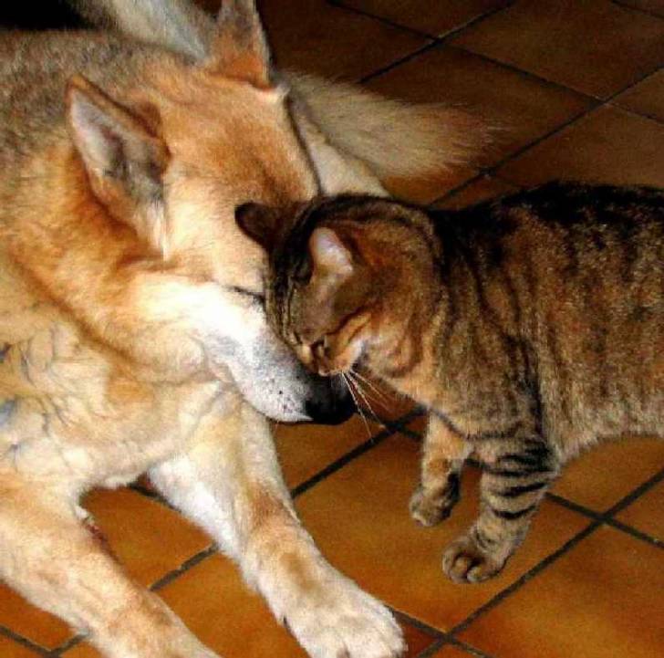 Chat europ?en -