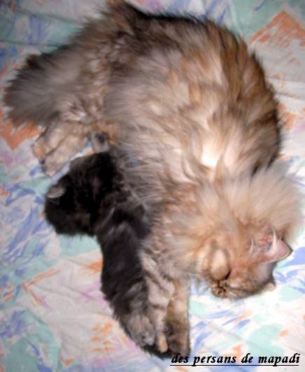 Savane et velour -