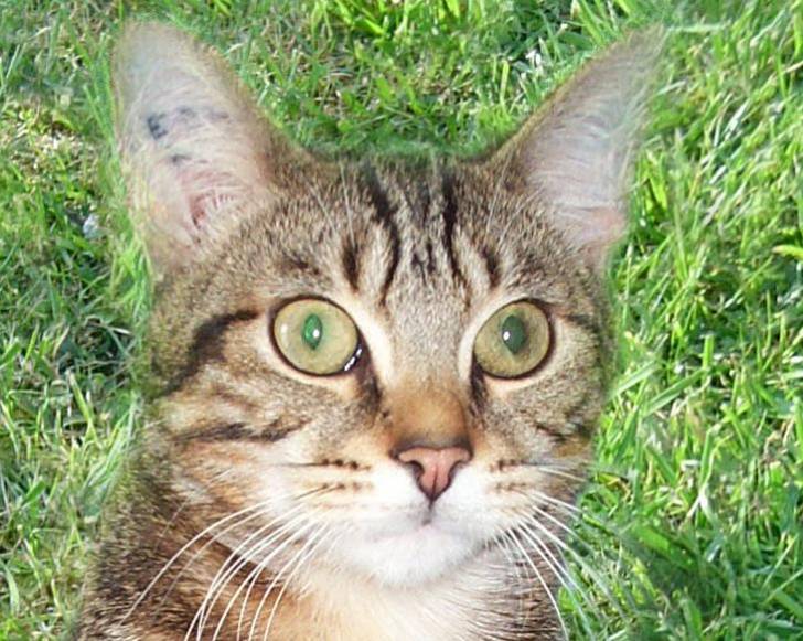 Tigrou -