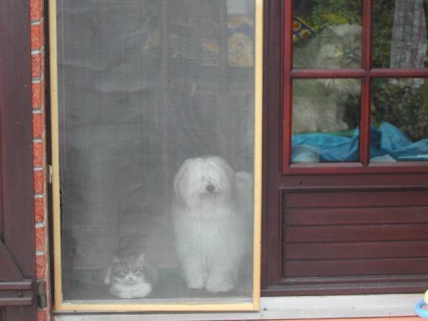 BRITISH SHORTHAIR BROWN TABBY et COTON DE TULEAR et PERSAN BLEU CRE -