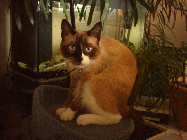 Siamois -