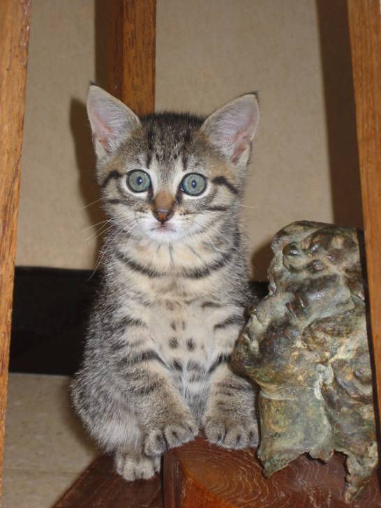 Chat europ?en -