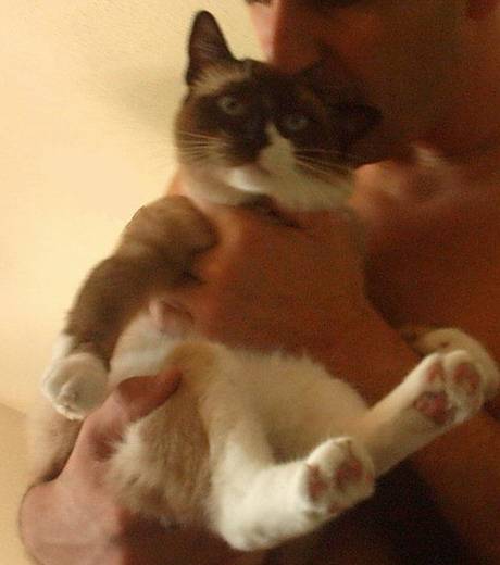 Siamois -