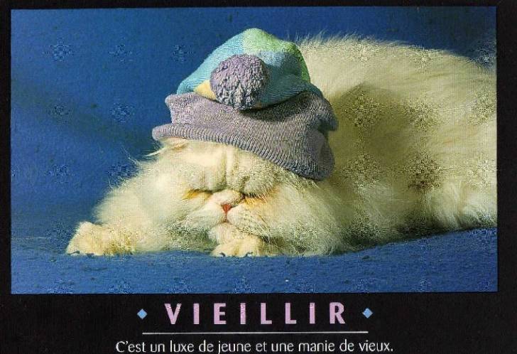 angora -