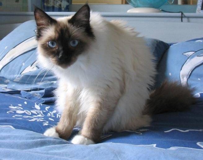 Sacr? de birmanie (seal point) -