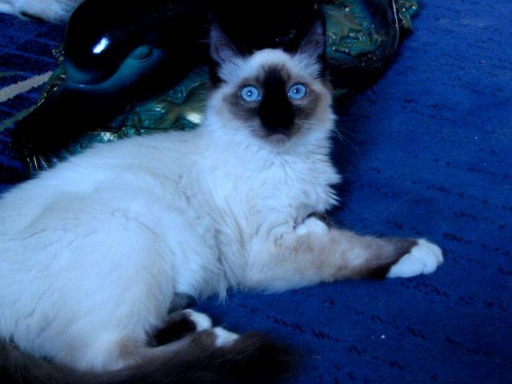 Sacr? de birmanie (seal point) -