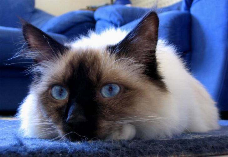 Sacr? de birmanie (seal point) -