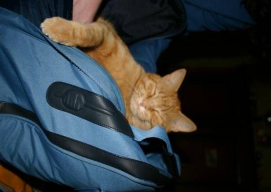 Chat - (6 ans)