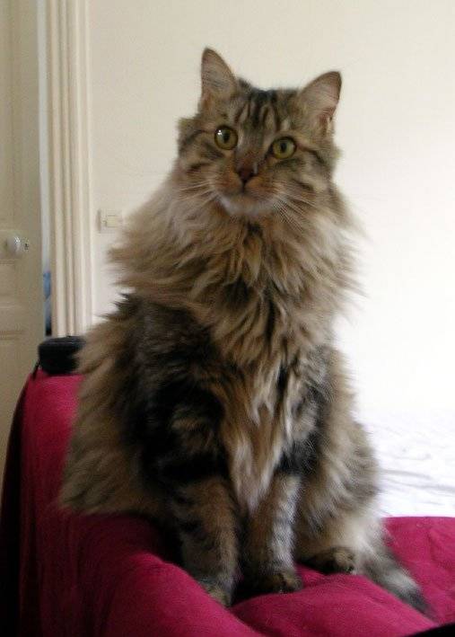 Chat des for?ts nov?giennes -