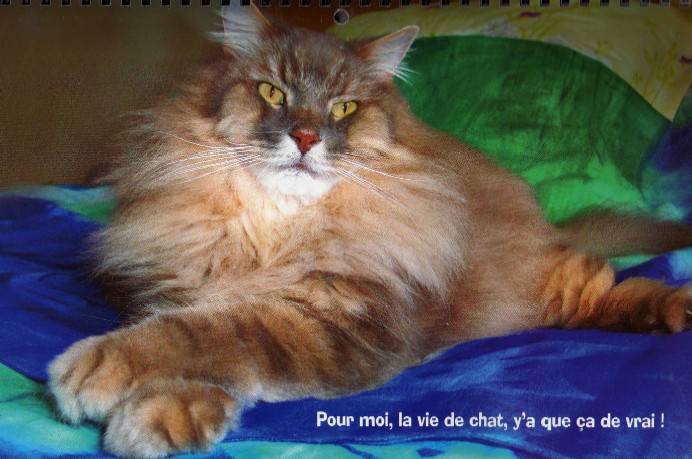 Chat des for?ts nov?giennes -
