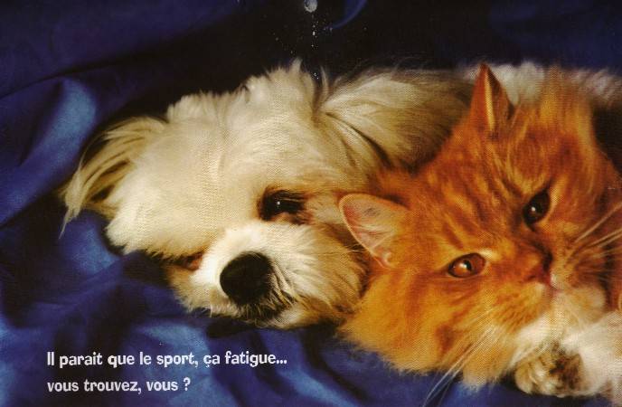 caniche et angora -