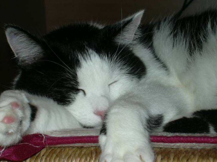 Photo (4 ans)