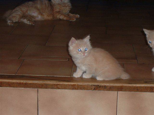 Angora - (4 mois)