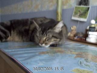 Chat de gouti?re - (11 mois)