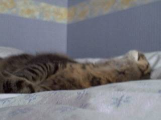 Chat de gouti?re - (11 mois)