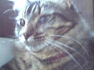 Chat de gouti?re - (11 mois)