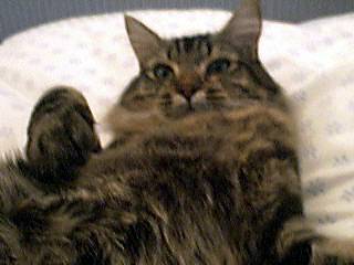 Chat de Goutti?re -