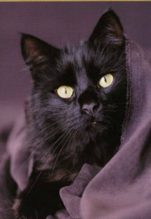 Chat domestique -