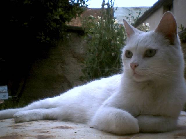 Chat domestique ? -