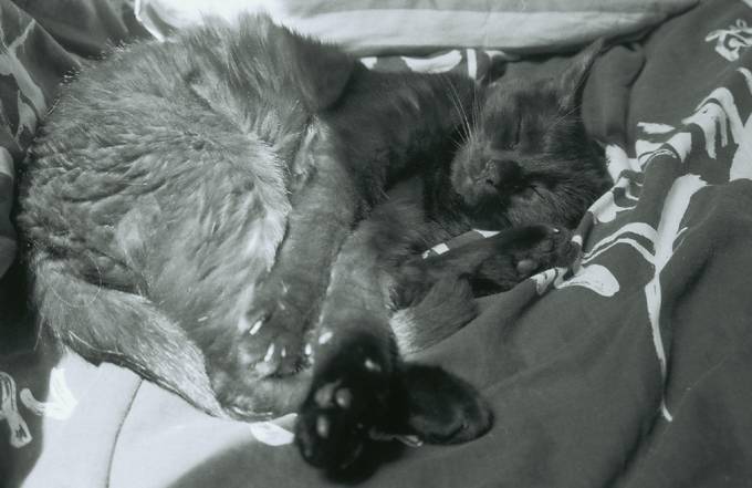 Europ?enne noire 3 ans - (3 ans)