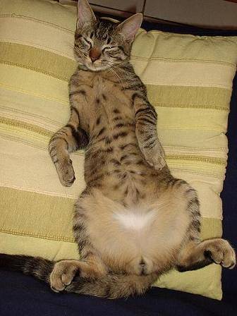 Chat de goutti?re -