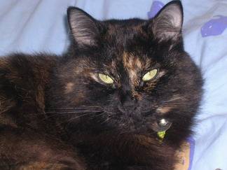 Ecaille de tortue -