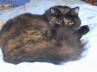 Ecaille de Tortue -