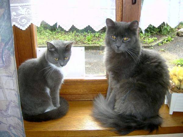 2 chats Europ?ens... - (2 ans)