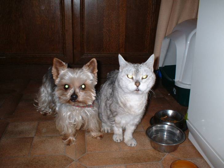 Silver tabby -
