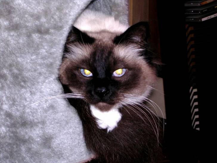 Sacr? de Birmanie -