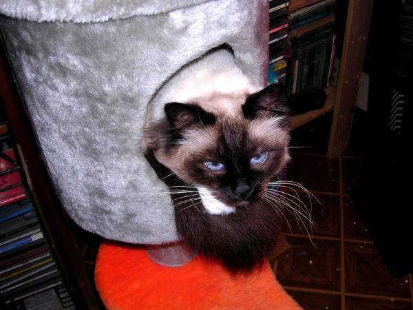 Birman -