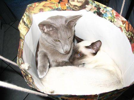 Oriental+siamois -