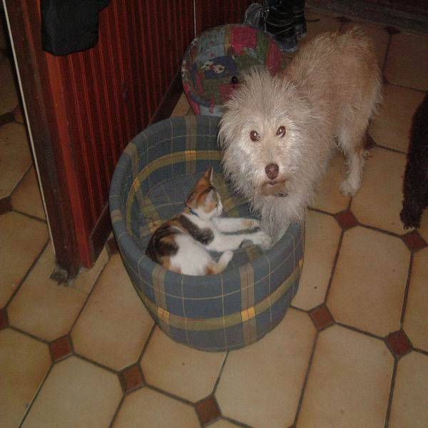 Chatte Isabelle -