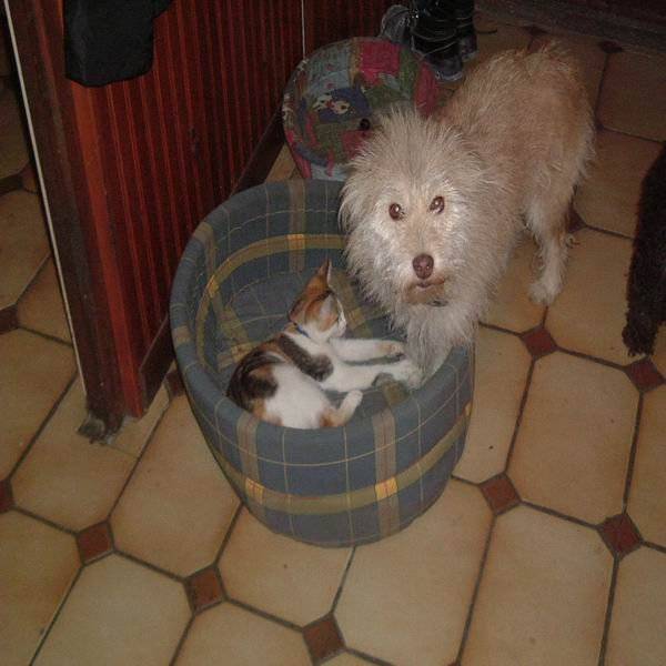 Chatte Isabelle -