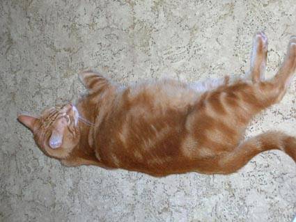 Europ?en Tabby rouge - (6 ans)