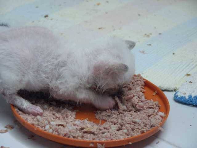 Vanko premier repas -