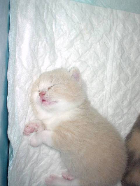 Petit b?b? bicolore creme et blanc...qui apres avoir bien tete dort? -