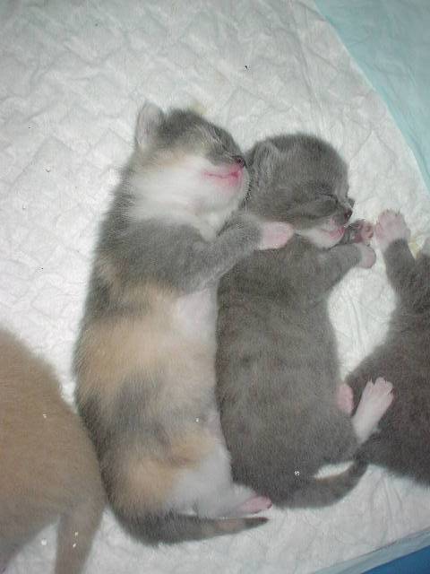 2 petites soeurs -