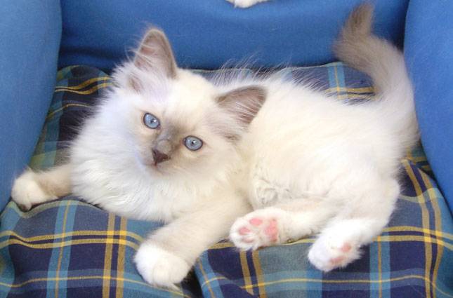 Mylady d'Anouchat -
