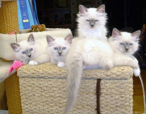 Les Sacr?s-de-Birmanie d'Anouchat -