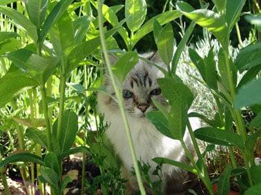 F?lin dans le jardin - (12 ans)