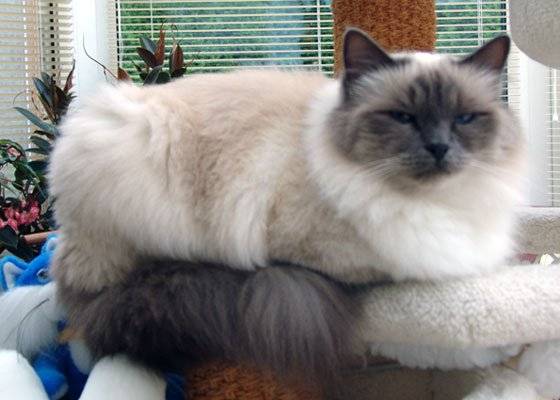 Firelight d'Anouchat - (30 ans)