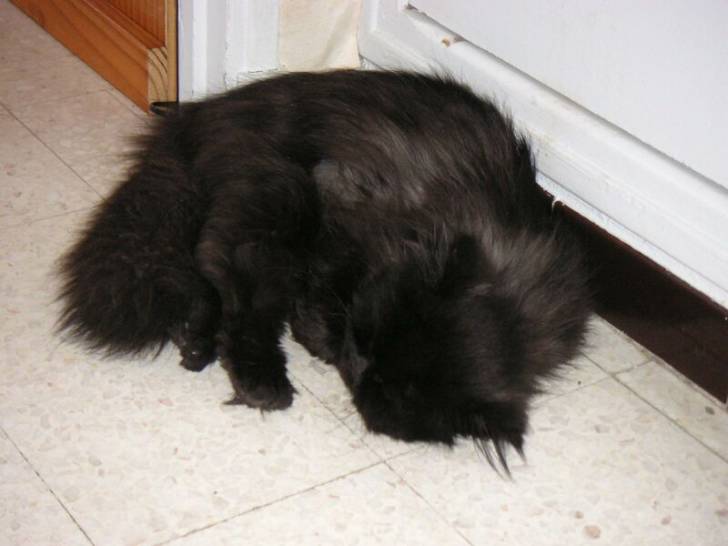 Tao sieste -