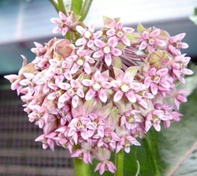 Fleurs d'Alopeca -