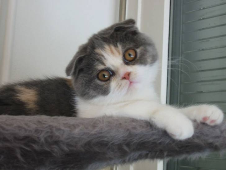 Anais -