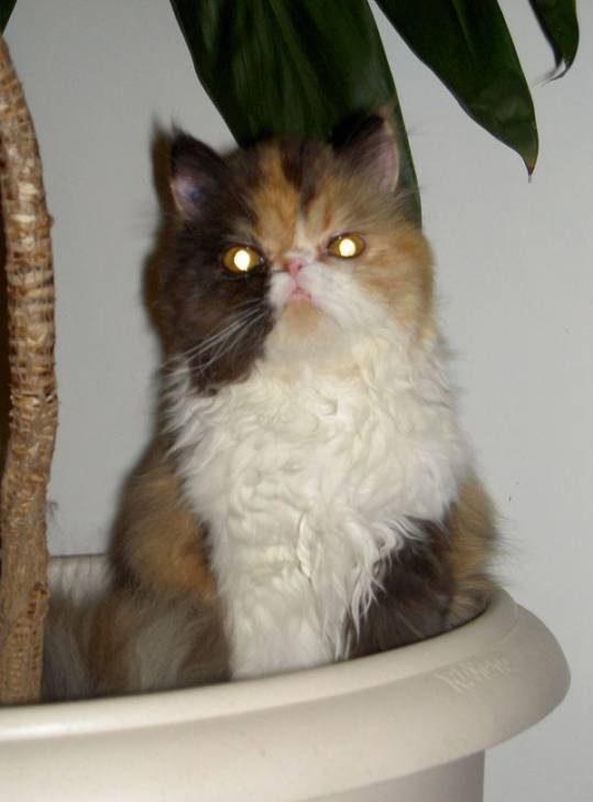 Alice -