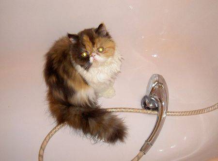 Alice -