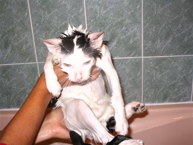 Némo -