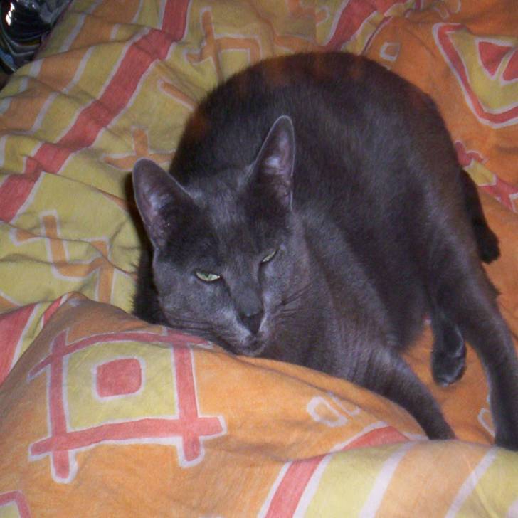 Moka -