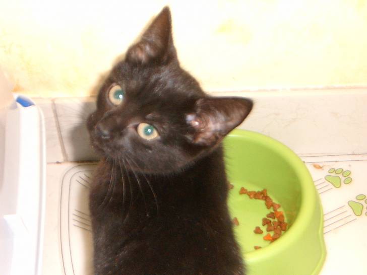 Puka en plein repas -